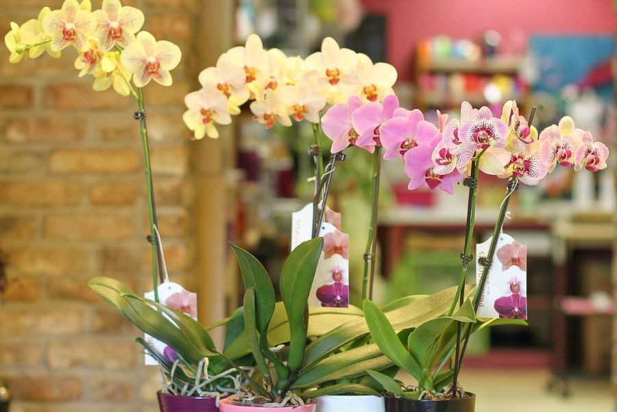 Вредители орхидей