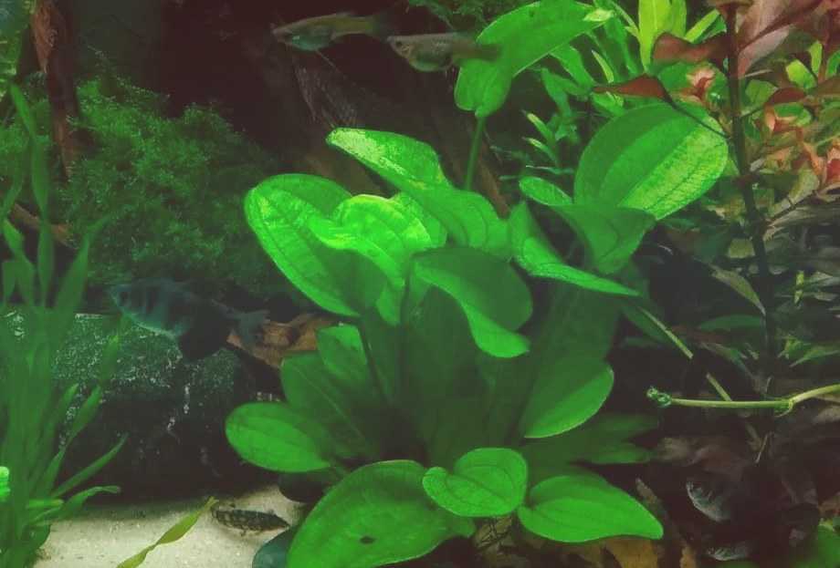 Эхинодорус нежный в аквариуме: фото, содержание и уход
эхинодорус нежный в аквариуме: фото, содержание и уход