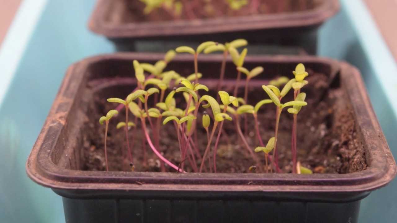 Выращивание портулака из семян: когда сажать?