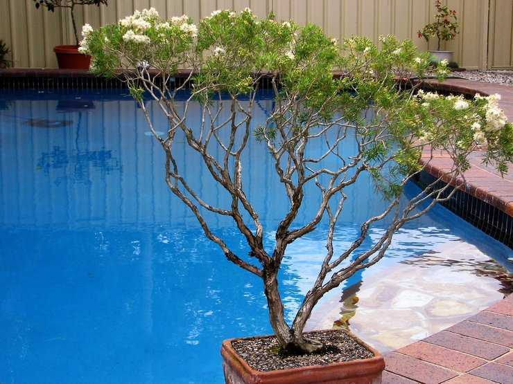 Чайное дерево, манука или лептоспермум - редкое, устойчивое и потрясающе красивое комнатное растение