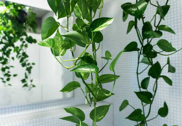 Эпипремнум - комнатная лиана - выращивание, уход, лечение