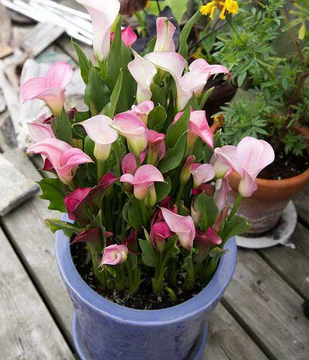 Зантедексия (zantedeschia) или калла. правила ухода и жизненный цикл каллы. | floplants. о комнатных растениях