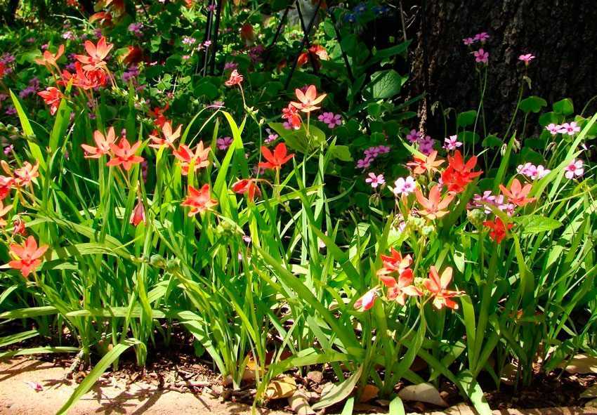 Луковичный цветок фрезия: описание и характеристика, выращивание и уход за культурой дома и в саду
