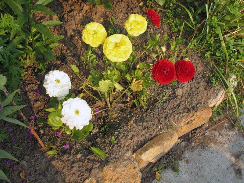Цветы лютики: посадка и уход, фото, выращивание в открытом грунте