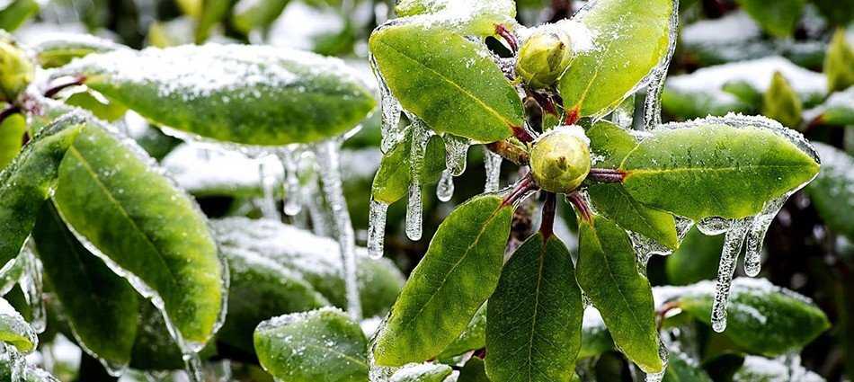 Укрытие растений на зиму: материалы, чем и как укрывать цветы и другие культуры