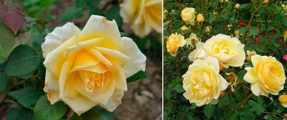 Штамбовые розы: посадка и уход, фото, цена на саженцы
