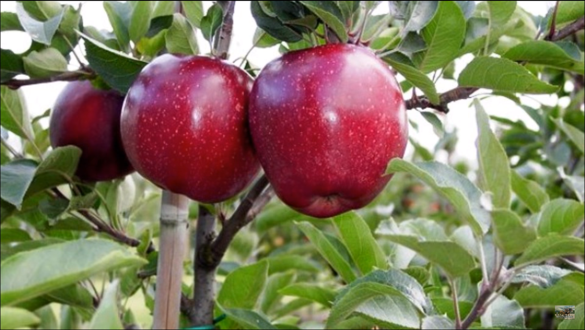 Сорта яблони на карликовых подвоях: самые лучшие низкорослые деревья, а также посадка и уход за ними