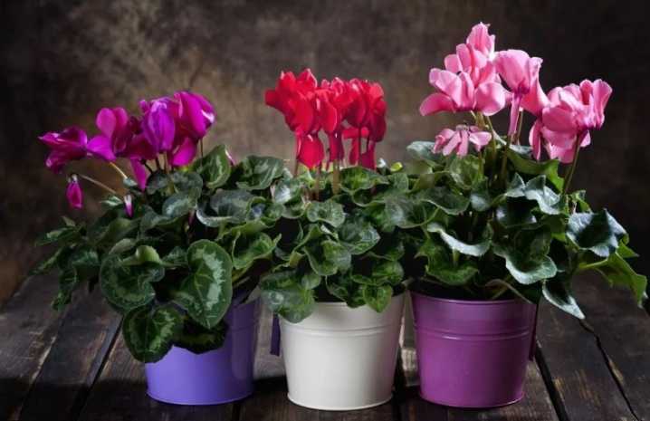 Светолюбивые комнатные растения (названия и фото), описание светолюбивых домашних теневыносливых цветов