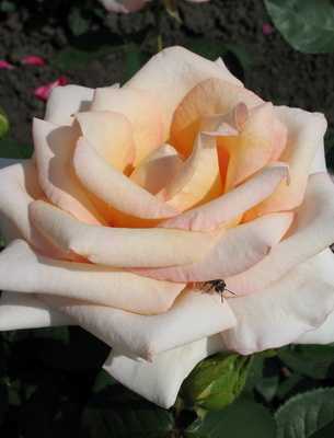 Секреты успешного выращивания крупноцветковой розы голден селебрейшен