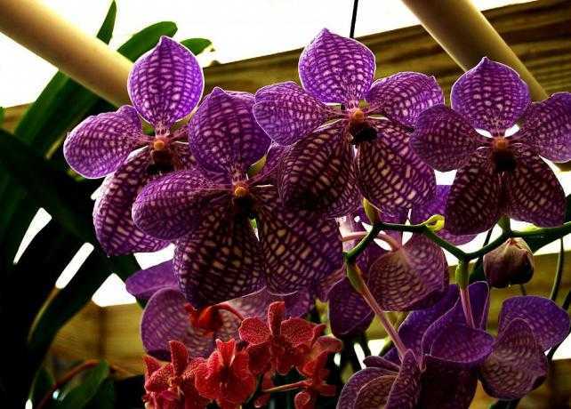 Орхидея ванда: уход, выращивание орхидеи vanda