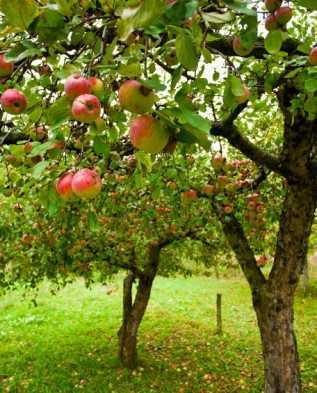 Что посадить под яблоней