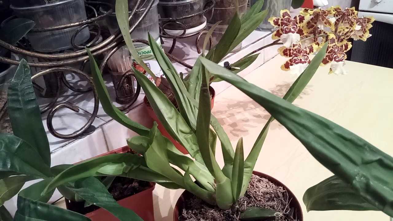 Орхидея камбрия: виды, размножение и уход
