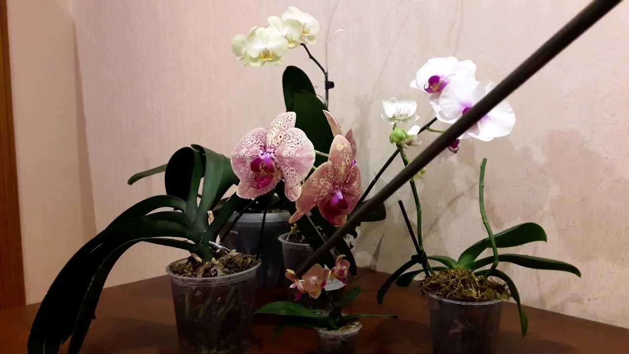 Когда и как лучше пересаживать орхидею в домашних условиях и как часто нужно это делать