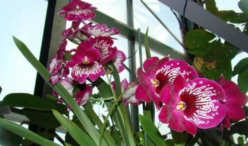 Невероятно красивая орхидея мильтония – фото, описание сортов, особенности ухода