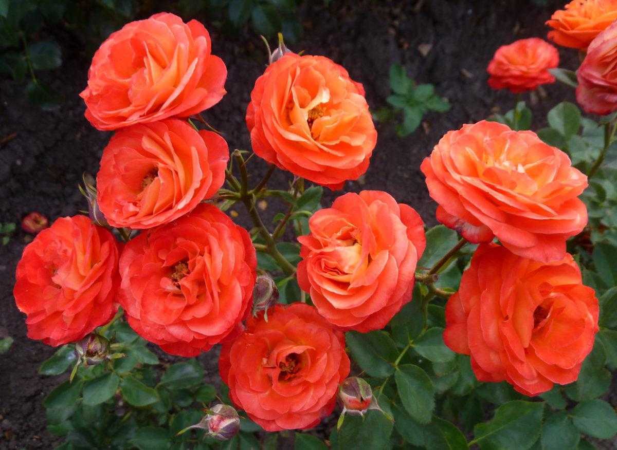 Бордюрные розы (35 фото): сорта с названиями и описаниями, особенности ухода и выращивания, посадка бордюрных роз в саду. как их обрезать и укрыть на зиму?