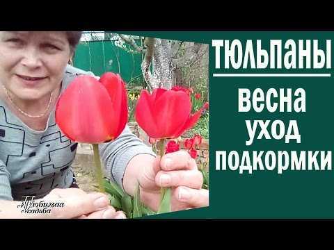 Удобрение для тюльпанов осенью: как правильно подобрать