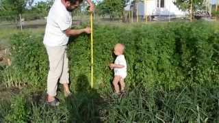 Выращивание кинзы в открытом грунте: как и когда сеять кориандр под зиму