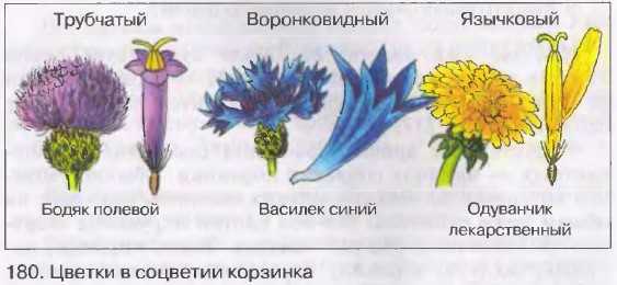Цветки трубчатые ложноязычковые