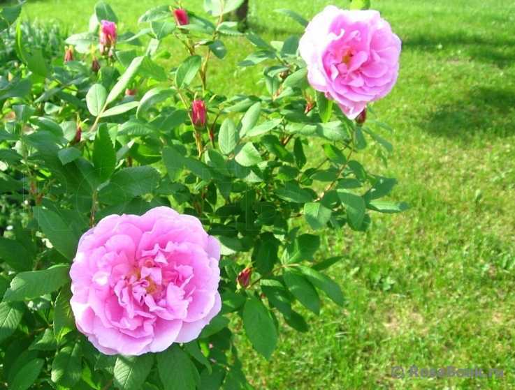 Какие розы самые неприхотливые и зимостойкие: сорта для дачи, описание, фото