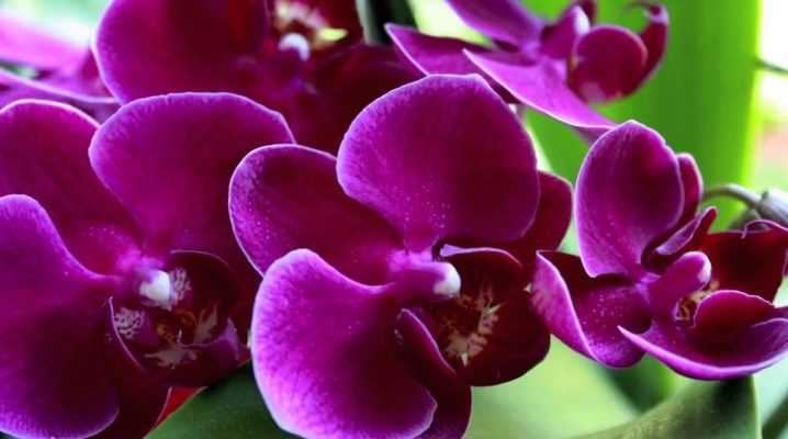 Пересадка орхидеи фаленопсис в домашних условиях: пошаговая инструкция