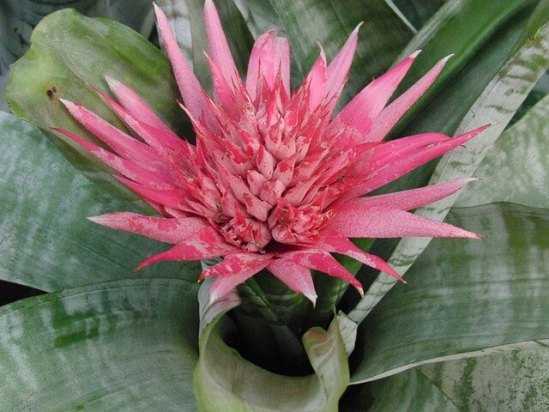 Цветок эхмея: виды с фото, посадка и уход в домашних условиях