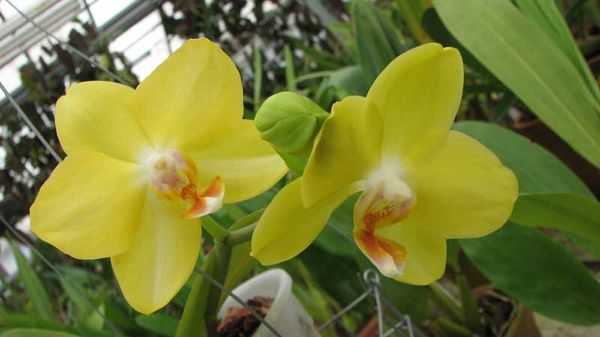 Разновидности орхидей с фото и названиями: комнатные сорта орхидей и виды