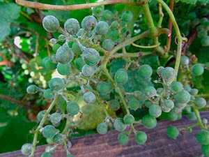 Как определить и как вылечить виноград от мучнистой росы или оидиума на supersadovnik.ru