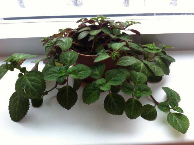 Выращивание плектрантуса комнатной мяты: как посадить, ухаживать, удобрять, размножать