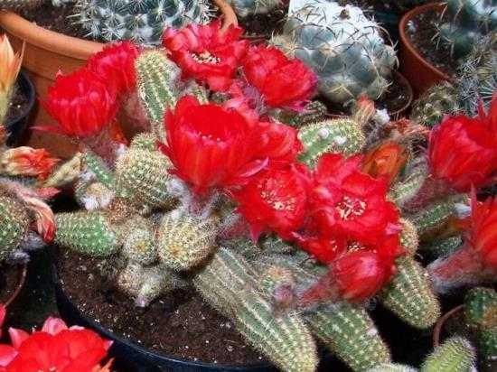 Род растений эхиноцереус имеет прямое отношение к семейству кактусовые Он объединяет примерно 60 видов различных растений Правильный уход в домашних условиях