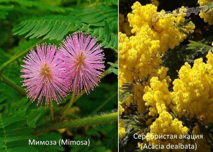 Мимоза - фото, виды, уход, история цветка