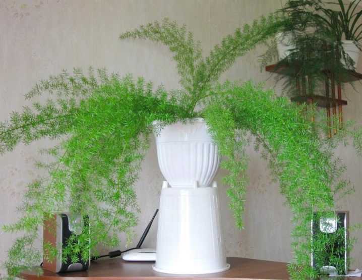 Аспарагус - фото комнатного цветка, уход в домашних условиях, виды растений, размножение