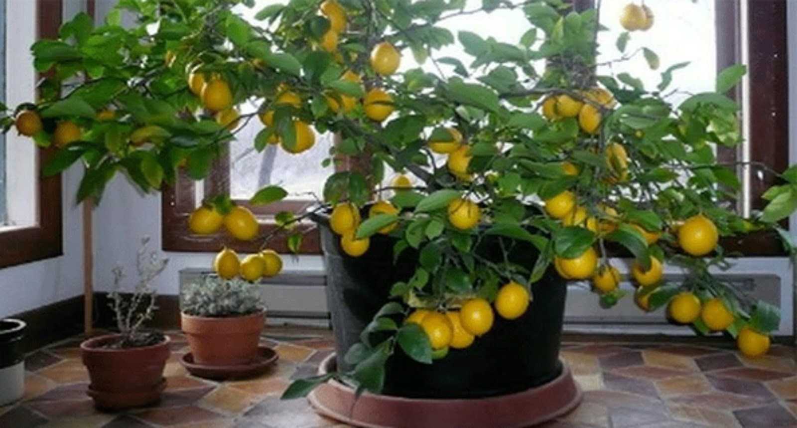 Чем подкормить лимон в домашних условиях?