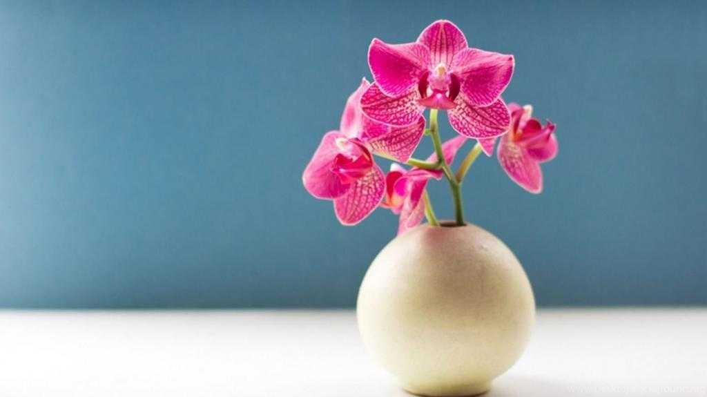 Правильный уход за орхидеей дендробиум в домашних условиях