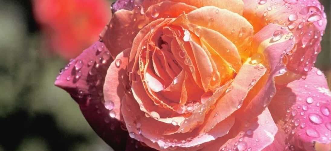 Желтые розы: описание и выращивание лучших сортов