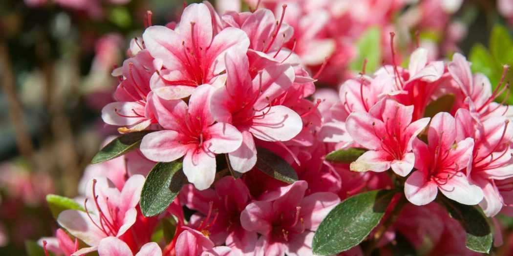 Пересадка азалии: как правильно пересаживать цветок после покупки и цветения