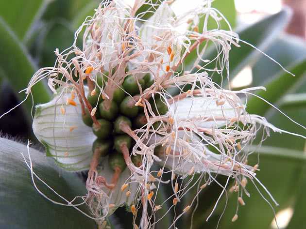 Гемантус (43 фото): уход в домашних условиях, описание сорта «катарины» и гемантуса белоцветкового. размножение и родина