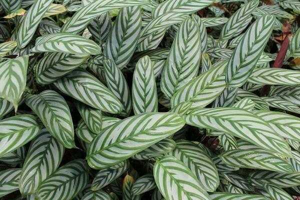 Ктенанта является вечнозеленым растением семейства марантовых Уход за ним в домашних условиях несложен Интересная особенность этого растения в том что с