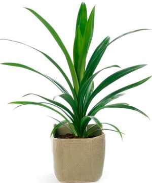 Панданус - это растение внешне похожее на пальму Пригоден ли панданус для выращивания в домашних условиях Как обеспечить ему должный уход