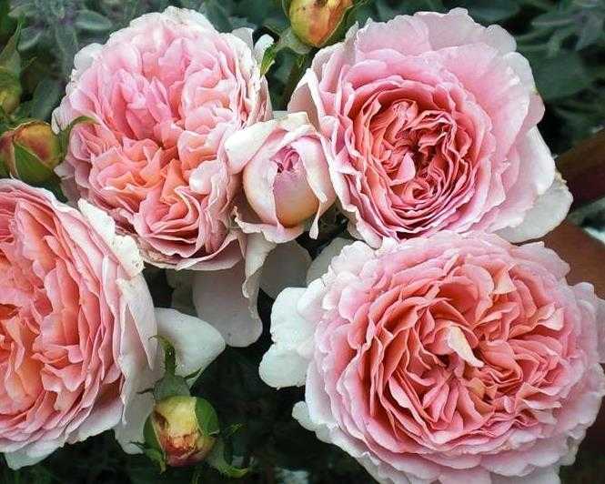 Роза Абрахам Дерби входит в число самых популярных английских сортов с классической формой старинного цветка Окраска розы медно-абрикосовая, меняющаяся под