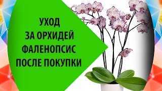 Как выбрать орхидею при покупке в магазине: как правильно осмотреть цветок в горшке и какие необходимы первые шаги после приобретения, фото и видео от специалистов
