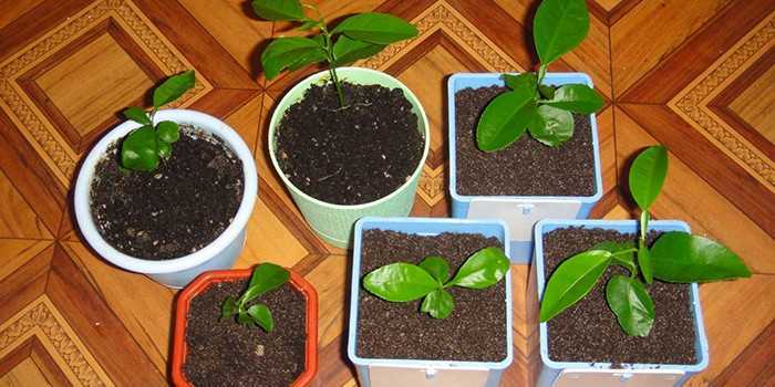 Как ухаживать за кофейным деревом для получения первого урожая? читайте в этой статье