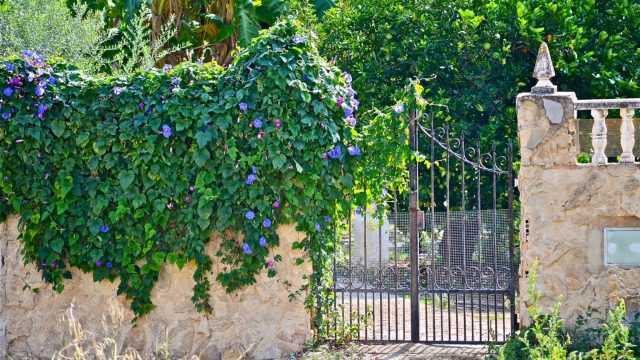 Ампельная ипомея — лиственно-декоративное растение