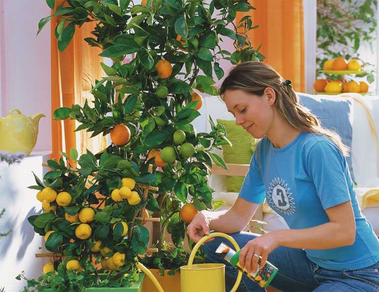 Как вырастить лимон из косточки в домашних условиях с плодами — правила + фото