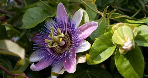Пассифлора - фото цветка, уход в домашних условиях, выращивание из семян
