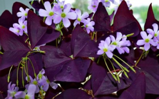 Кислица фиолетовая (35 фото): уход в домашних условиях и правила размножения треугольного оксалиса. что делать, если листья вянут?