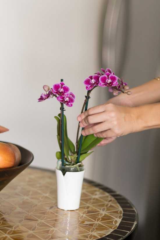 Полезные советы: как выбрать орхидею при покупке в магазине?