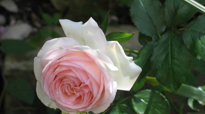 Роза Паризе Шарм привлекает цветоводов обильным цветением, насыщенными оттенками пышного, розового цветка и морозостойкостью При соблюдении правил ухода она