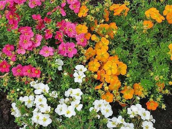Лапчатка кустарниковая: выращивание для радости и уюта - проект "цветочки" - для цветоводов начинающих и профессионалов