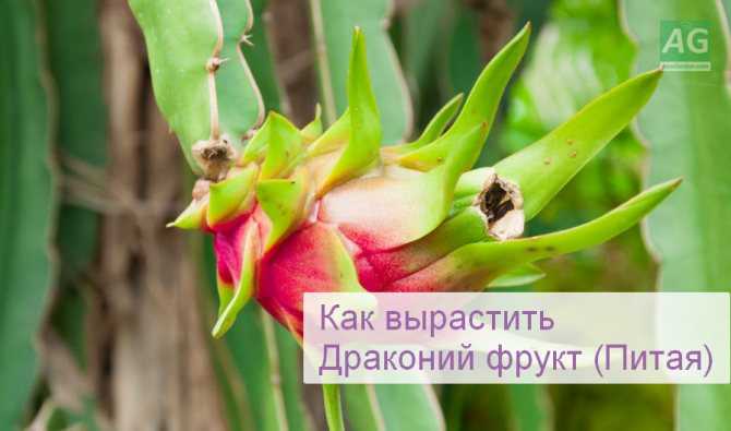 Суккуленты (55 фото): что это такое? виды и их названия. как посадить цветок? как ухаживать за растением в домашних условиях?