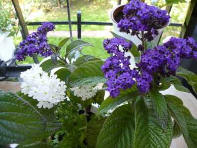 Гелиотроп марин, особенности сорта и правила ухода за цветком-деревцем в условиях домашнего сада